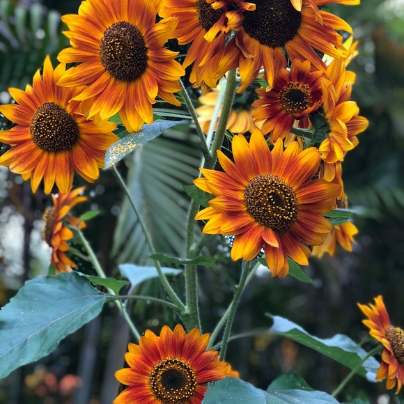 Meet your Posher, Kapahu - Picture 2 of 2